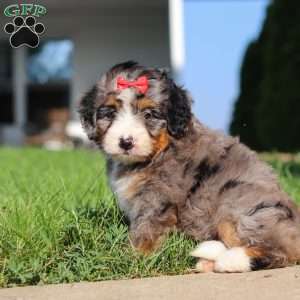 Fern, Mini Bernedoodle Puppy